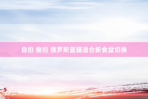 自拍 偷拍 俄罗斯蓝猫适合新食盆切换
